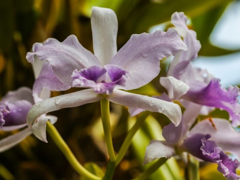 kauai purple orchids