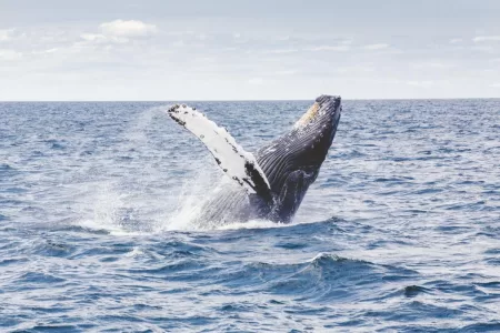 kauai whale tours
